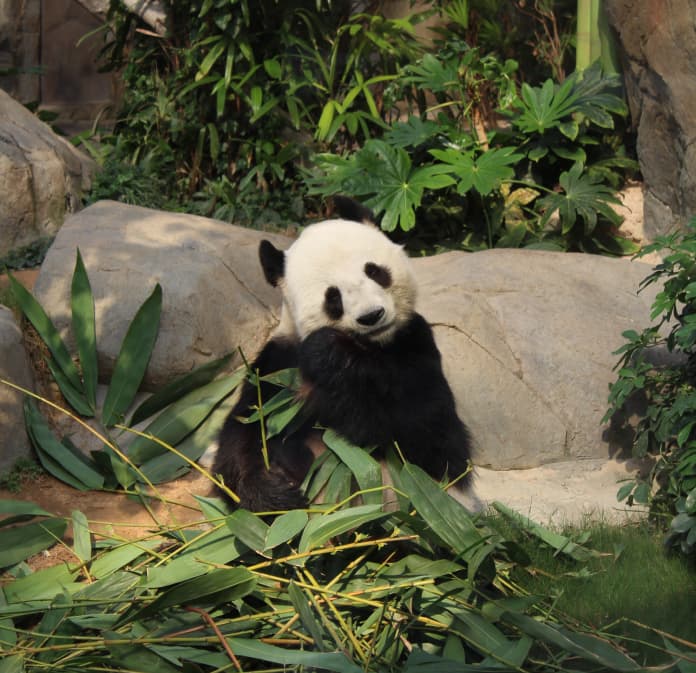 cute Panda