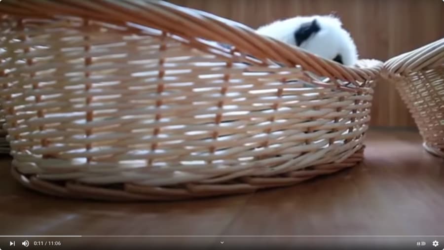 cute-panda-video
